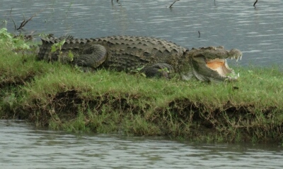 Grote Krokodil overkant water in Udawalawe National Park